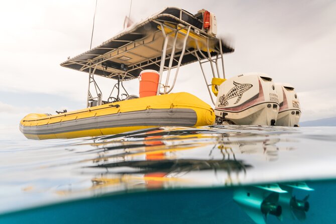 2.5 Hour Whale Escape Tour - Should you book the 2.5 Hour Whale Escape Tour?
