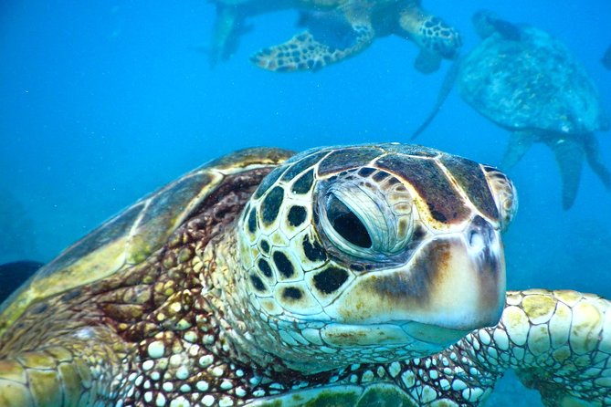 2.5 Hour Xpress Snorkel from Ka’anapali Beach - Key details before you book