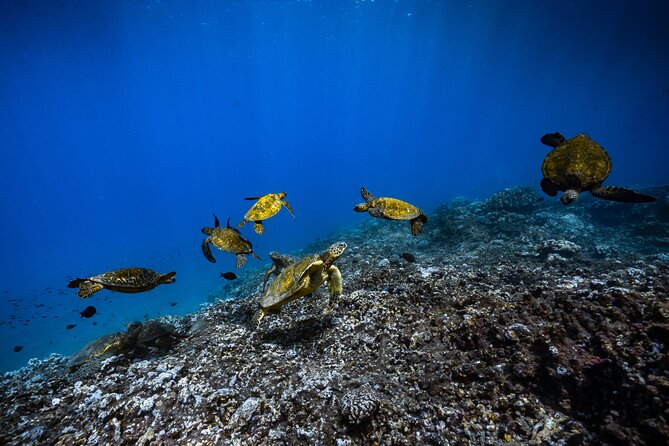 2.5 Hour Xpress Snorkel from Ka’anapali Beach - Who should book this Ka’anapali snorkel?