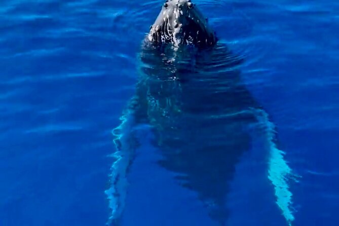 2 Hour Afternoon Lahaina Whale Watch - Setting out from Mala Boat Ramp at 1:30 pm