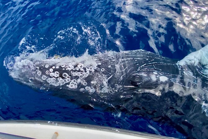 2 hour Lahaina Sunrise Whale Watch - Hearing Humpbacks Through the Hydrophone
