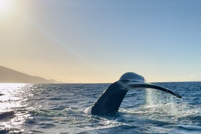 2 hour Lahaina Sunrise Whale Watch - Who Will Like This Whale Watch Most