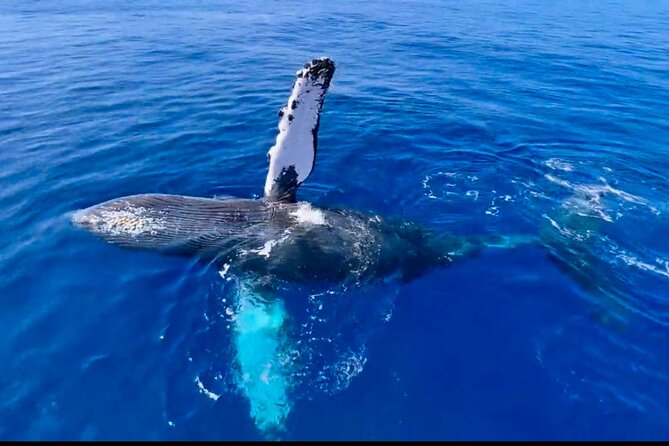 2 hour Lahaina Sunrise Whale Watch - A Small Boat Built for Looking Around