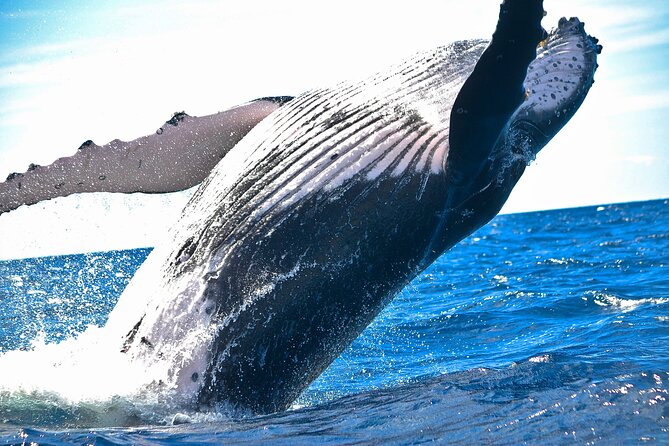 2-Hour Ma'alaea Humpback Whale Watching Cruise for up to 6 Guests - Key points to know before booking