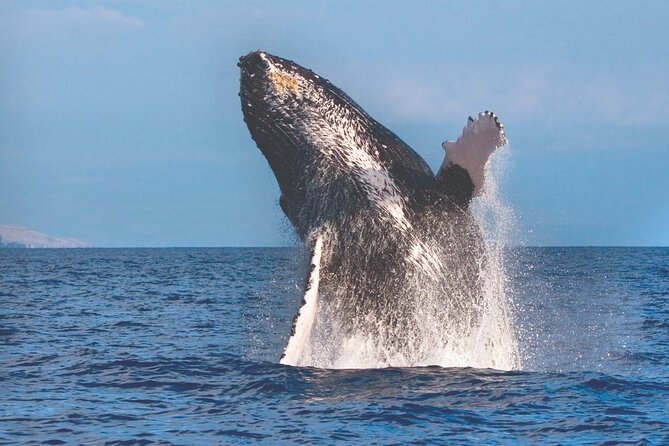 2-Hour Ma'alaea Humpback Whale Watching Cruise for up to 6 Guests - Starting at the historic Maalaea General Store