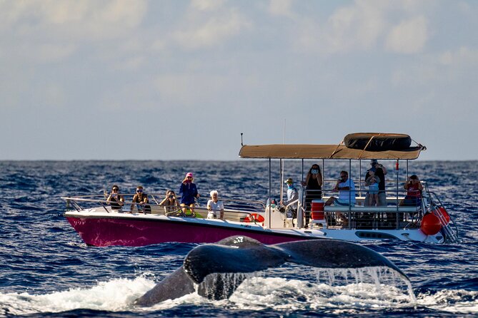2 Hour Prime Time Maui Whale Watching - Key points to know before booking