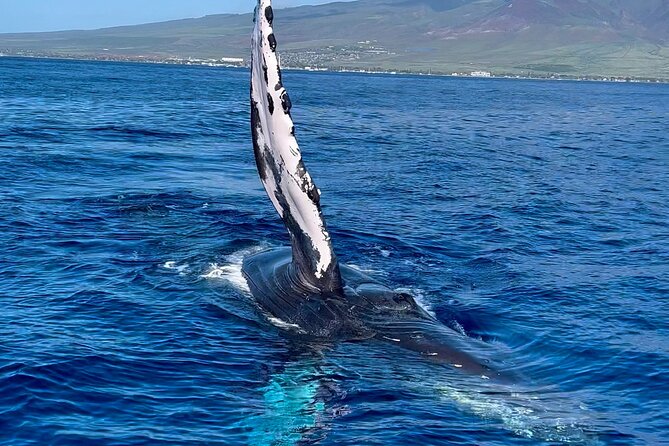 2 Hour Prime Time Maui Whale Watching - Humpbacks, calves, and the behavior you may see