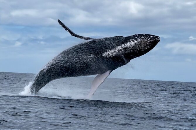 2 Hour Prime Time Maui Whale Watching - Crew members who make the two hours useful