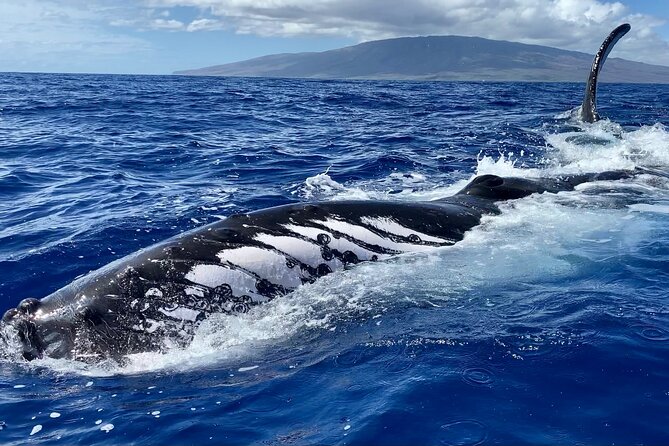 2 Hour Prime Time Maui Whale Watching - Island views between whale sightings