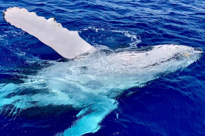 2 Hour Prime Time Maui Whale Watching - Comfort, fitness, and family considerations