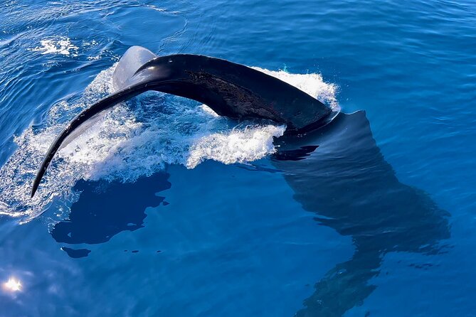 2 Hour Prime Time Maui Whale Watching - Why the small boat changes the experience