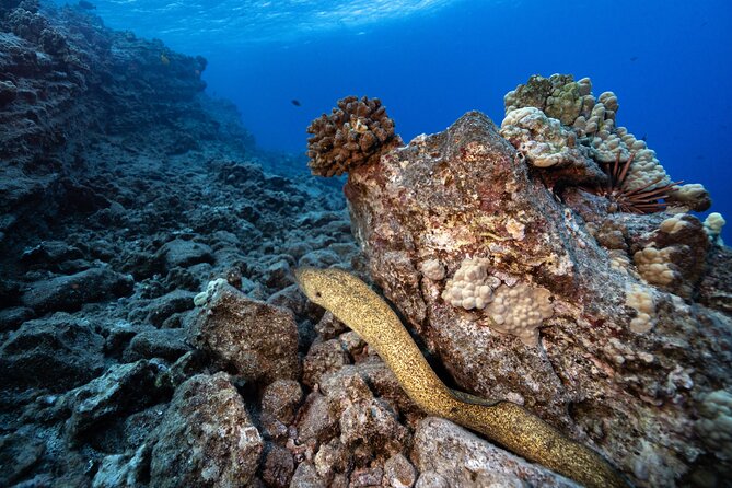 2-Tank Dive Featuring the Molokini Crater - What the water time may feel like