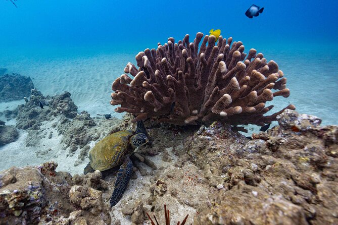 2-Tank Dive Featuring the Molokini Crater - Who will get the most from this Maui outing