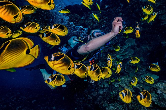2 Tank Lanai Cathedral Scuba Dive Via Boat for Certified Divers - Why the Lanai Cathedrals are worth the boat ride