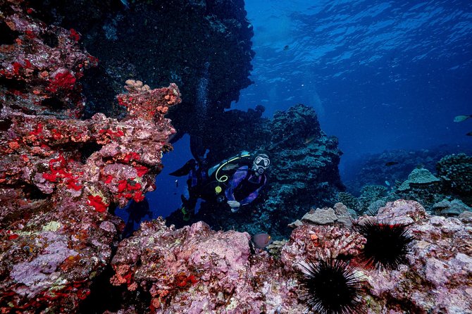 2 Tank Lanai Cathedral Scuba Dive Via Boat for Certified Divers - Marine life and what you might see