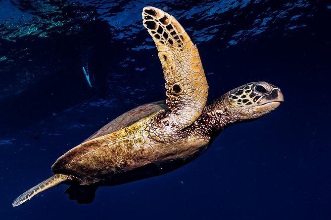 2-Tank Maui Turtle Scuba Dive or Snorkel Boat Tour - What this Maui boat trip is really like