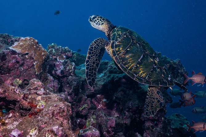2-Tank Maui Turtle Scuba Dive or Snorkel Boat Tour - Why the small group matters