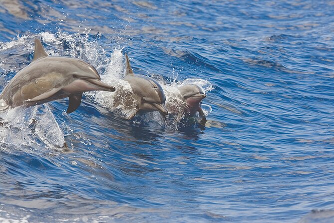 3-Hour Small-Group Maalaea Luxury Snorkel Cruise Tour - Why a six-person boat changes the Maui snorkel day