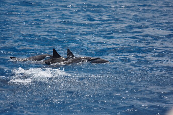3-Hour Small-Group Maalaea Luxury Snorkel Cruise Tour - Support for nervous swimmers