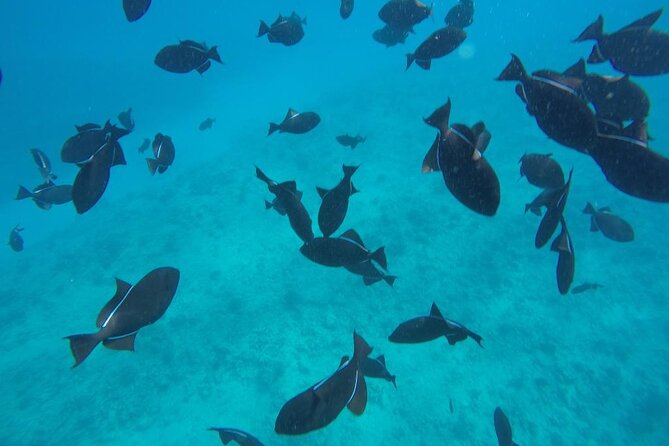 3-Hour Small-Group Maalaea Luxury Snorkel Cruise Tour - Is $449 a fair price for three hours?