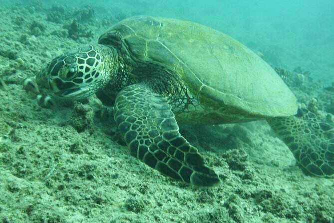 3-Hour Small-Group Maalaea Luxury Snorkel Cruise Tour - Morning or afternoon departure?