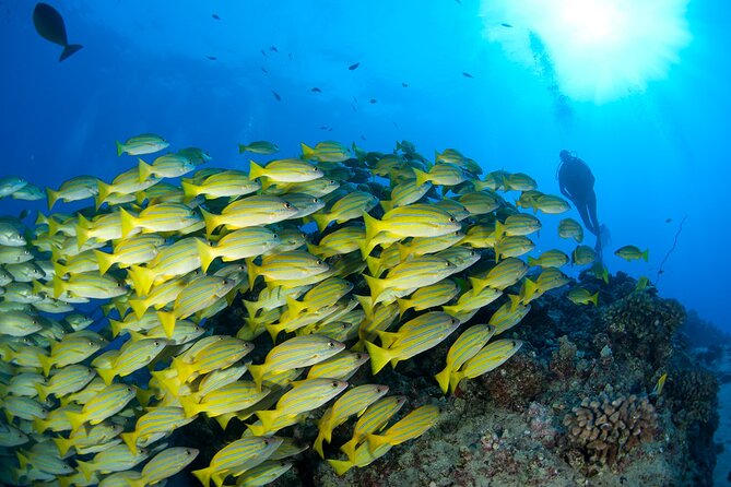 3-Tank Dive Featuring the Molokini Crater - The extra sites make this more than a standard crater trip