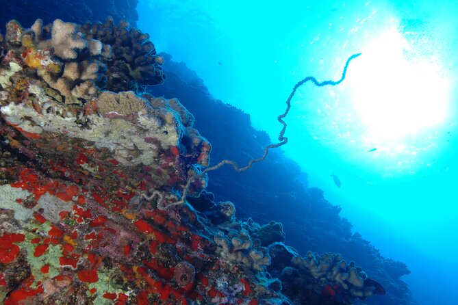 3-Tank Dive Featuring the Molokini Crater - A 6:15 a.m. start from Kihei