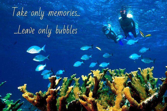 5 Hour Molokini Snorkel & Turtle Tour in Maui - What the No Ka Oi boat changes