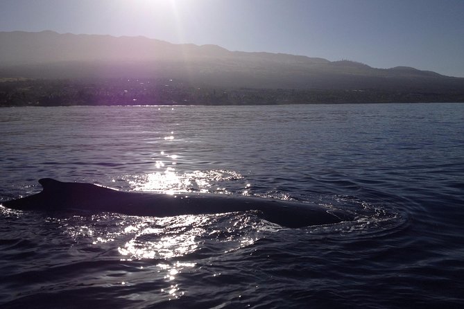 5 Hour Molokini Snorkel & Turtle Tour in Maui - Molokini Crater: the main event