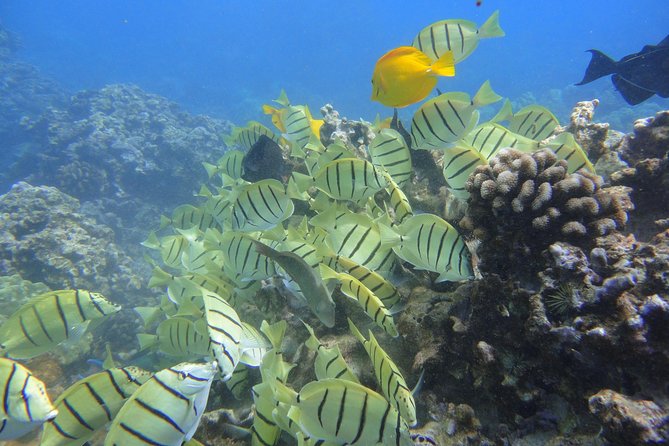 Afternoon Adventure Snorkel from Ka'anapali - From Kaanapali Beach to the reef