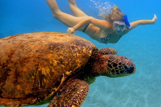 Afternoon Adventure Snorkel from Ka'anapali - Reef fish, coral, and sea turtles