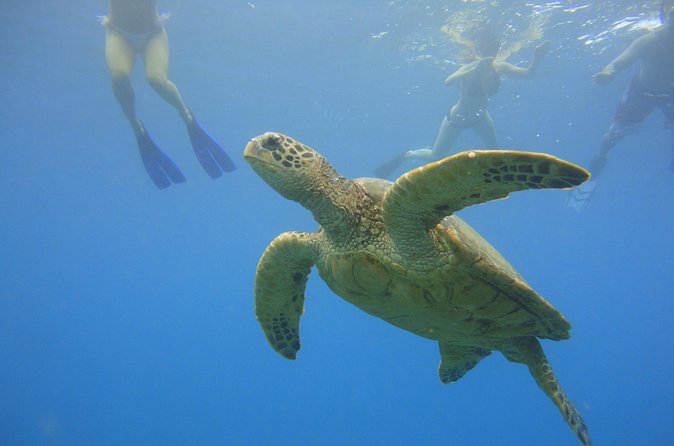 Afternoon Adventure Snorkel from Ka'anapali - The crew and the small-group feel