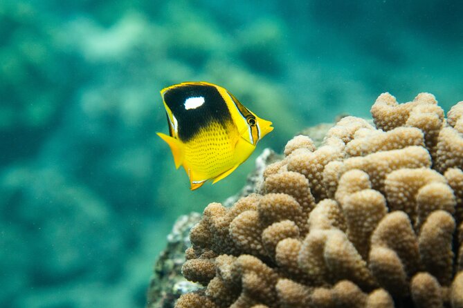 All-Inclusive 5.5 hr La Perouse Bay & Molokini Sea Cave Boat Tour - Kanaio’s lava arches and sea caves