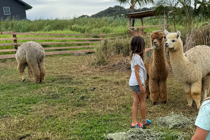 Alpaca Farm Experience on the Road to Hana - Why this Haiku alpaca stop works before Hana