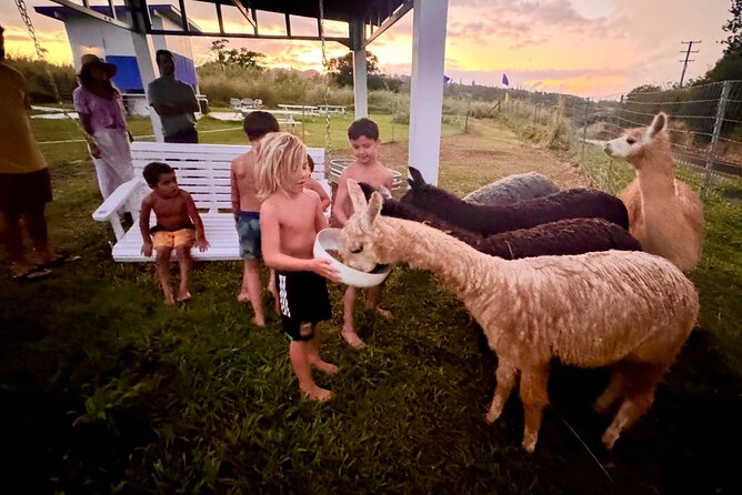 Alpaca Farm Experience on the Road to Hana - The alpacas are the main attraction