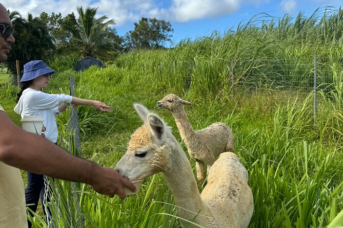 Alpaca Farm Experience on the Road to Hana - Timing the farm with your Road to Hana plans