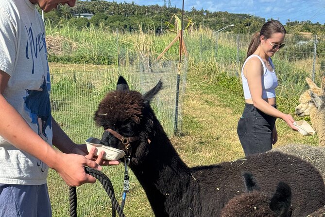Alpaca Farm Experience on the Road to Hana - What the positive feedback gets right
