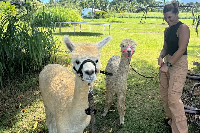 Alpaca Farm Experience on the Road to Hana - Snacks, coconuts, and the value of the stop
