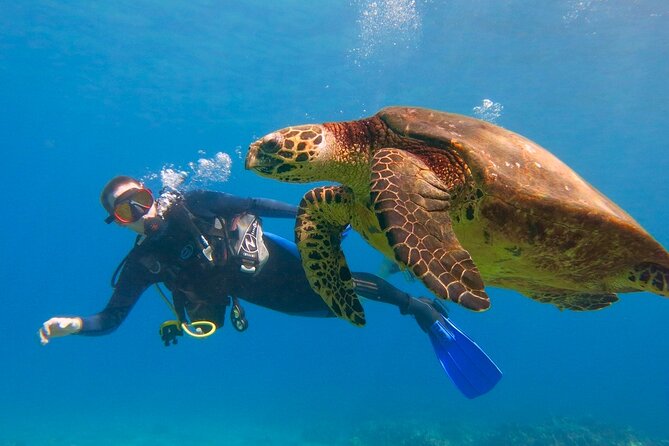 Beginner Scuba Dive in Lahaina: Swimming Required - Learning scuba from the sand at Kahekili Beach Park