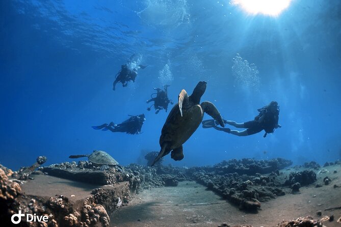 Beginner Scuba Dive in Lahaina: Swimming Required - What the two-hour session feels like