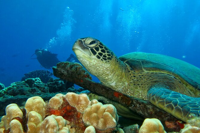 Beginner Scuba Dive in Lahaina: Swimming Required - Patient instructors make the biggest difference