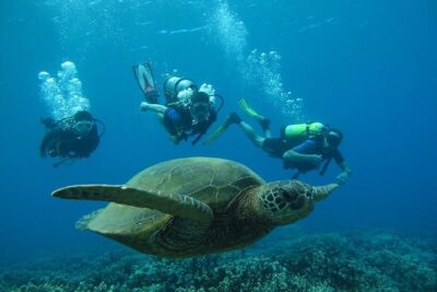 Beginner Scuba Dive in Lahaina: Swimming Required