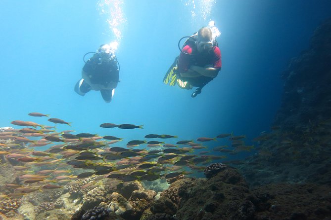 Beginner Scuba Dive in Lahaina: Swimming Required - Why the shore entry is both useful and limiting