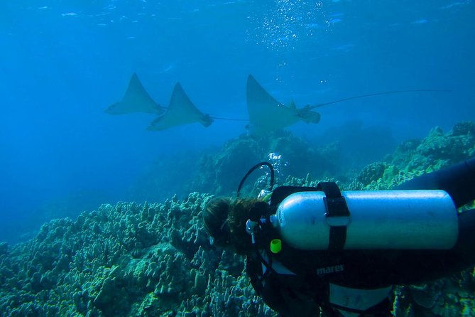 Beginner Scuba Dive in Lahaina: Swimming Required - The $229 price and what you receive