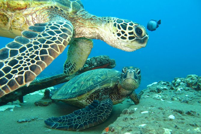 Beginner Scuba Dive in Lahaina: Swimming Required - The 18-hour rule can affect your Maui plans