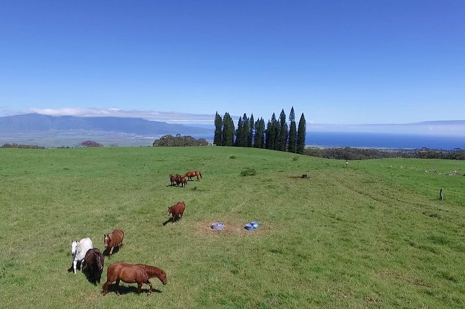 Best Haleakala Downhill Self-Guided Bike Tour with Maui Sunriders - How difficult is the riding?