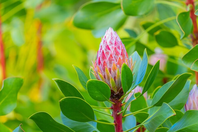 Best of Maui Tour: Sips, Sites and Bites with Lunch - What the $278.76 price really buys
