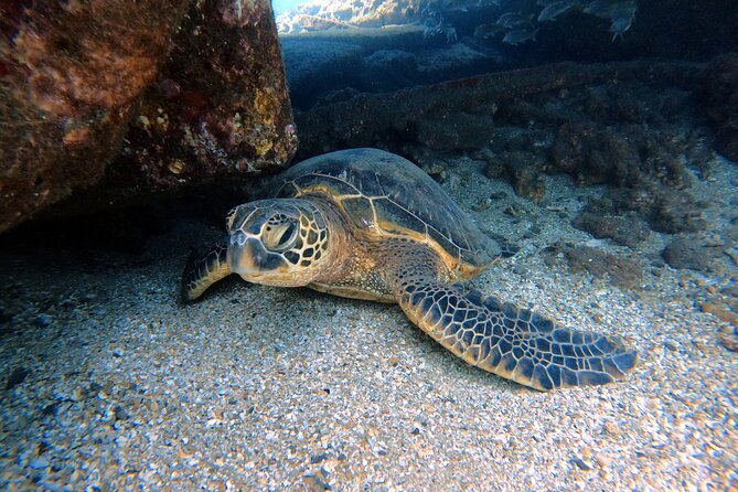 Certified Divers! Scuba dive the Ka'anapali Coast and more! - What the two-hour West Maui outing is really like