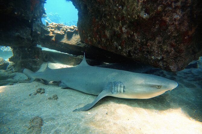 Certified Divers! Scuba dive the Ka'anapali Coast and more! - Why the small group matters underwater