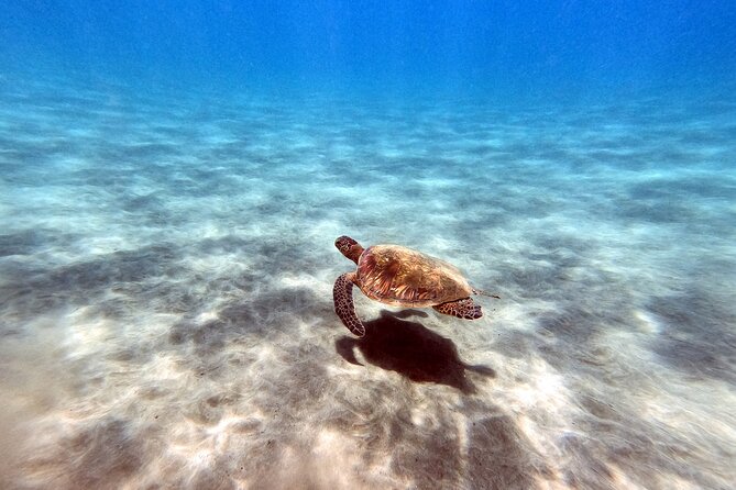 Certified Divers! Scuba dive the Ka'anapali Coast and more! - The shore entry is the main physical test